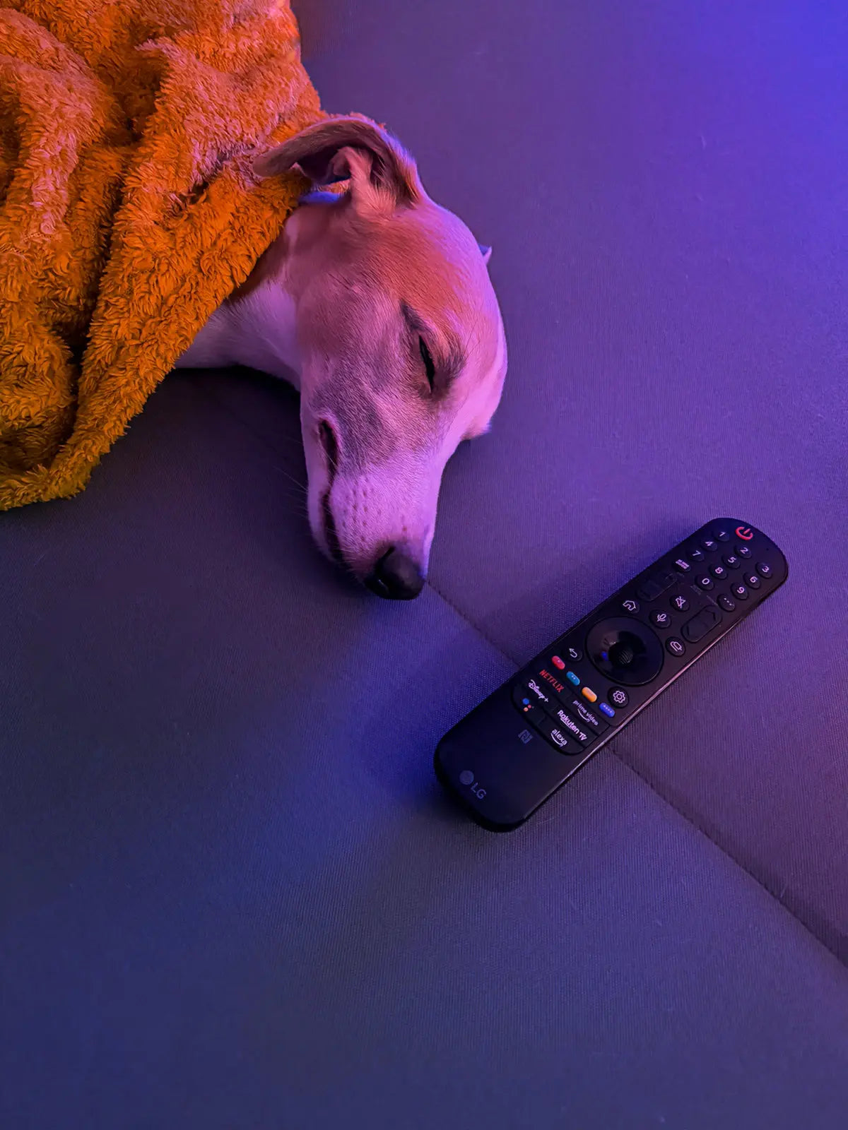 A dog sleeps next to a remote control.
